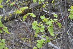 Acer glabrum douglasii