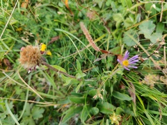 Aster alpinus