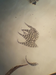 Telaranea tetrapila tetrapila