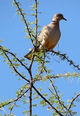 Streptopelia vinacea