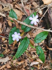 Tripladenia cunninghamii