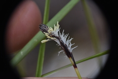 Carex concinnoides