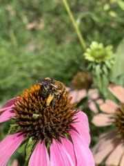 Melissodes dentiventris