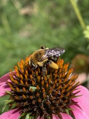 Melissodes dentiventris