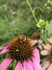 Melissodes dentiventris