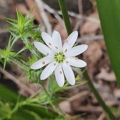 Stellaria pungens