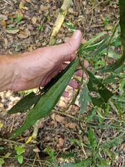 Pouteria gardneriana