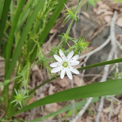Stellaria pungens