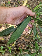 Pouteria gardneriana