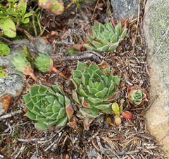 Sempervivum vicentei