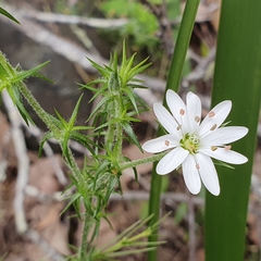 Stellaria pungens