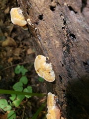 Inonotus cuticularis