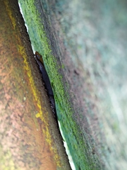 Gonatodes albogularis