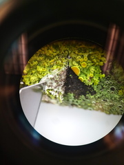 Xanthomendoza hasseana