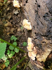 Inonotus cuticularis