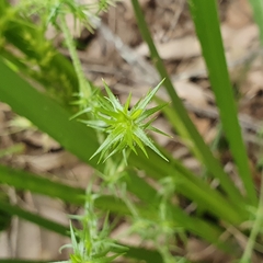 Stellaria pungens