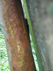 Gonatodes albogularis