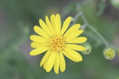 Chrysopsidinae