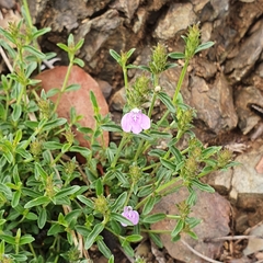 Rostellularia