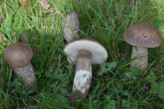 Leccinum duriusculum