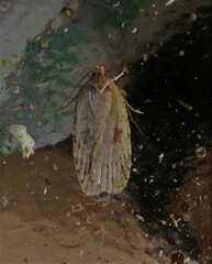 Agonopterix canadensis