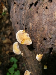 Inonotus cuticularis