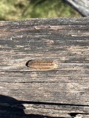 Stagmomantis carolina