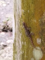 Gonatodes albogularis