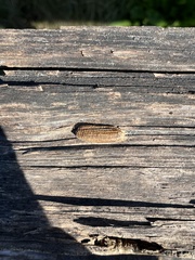 Stagmomantis carolina