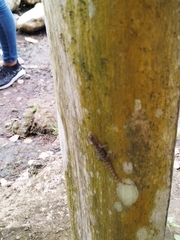 Gonatodes albogularis