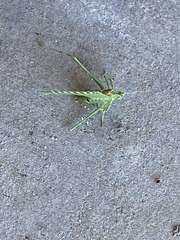 Insara elegans