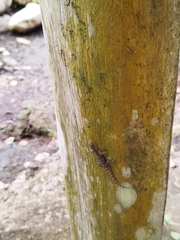 Gonatodes albogularis