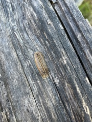 Stagmomantis carolina