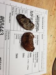 Inonotus cuticularis