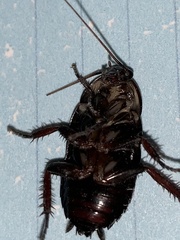 Eurycotis floridana