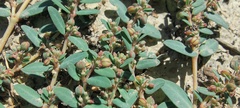 Euphorbia abramsiana