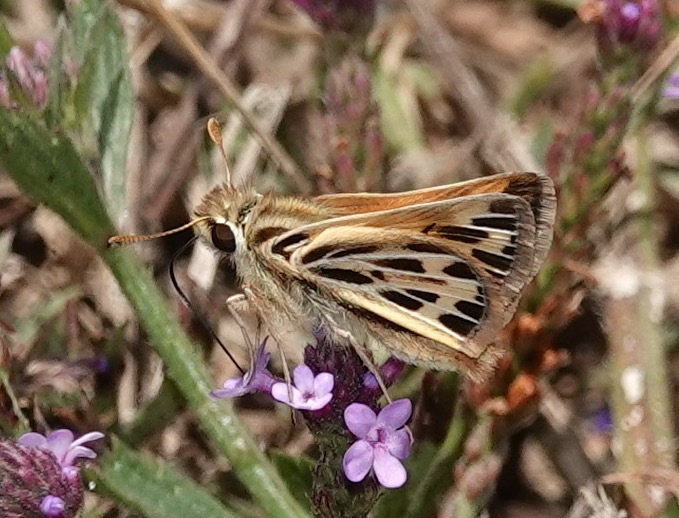 Peruana Skipper