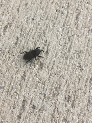 Sphenophorus necydaloides