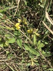 Vigna luteola
