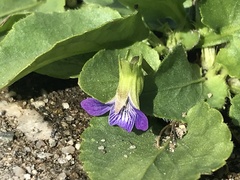 Viola fimbriatula