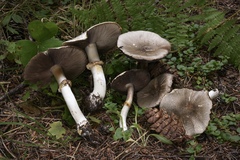 Agaricus buckmacadooi