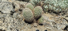 Mammillaria dioica dioica