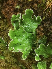 Peltigera aphthosa