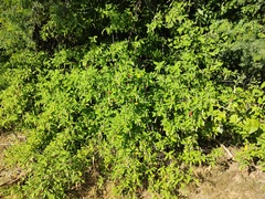 Varronia curassavica