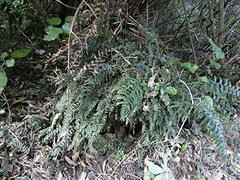 Blechnum filiforme