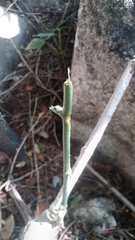 Ibervillea hypoleuca