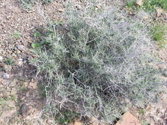 Plocama aucheri