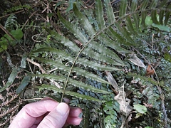 Blechnum filiforme