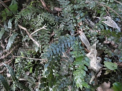 Blechnum filiforme