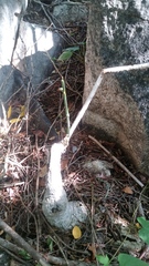 Ibervillea hypoleuca